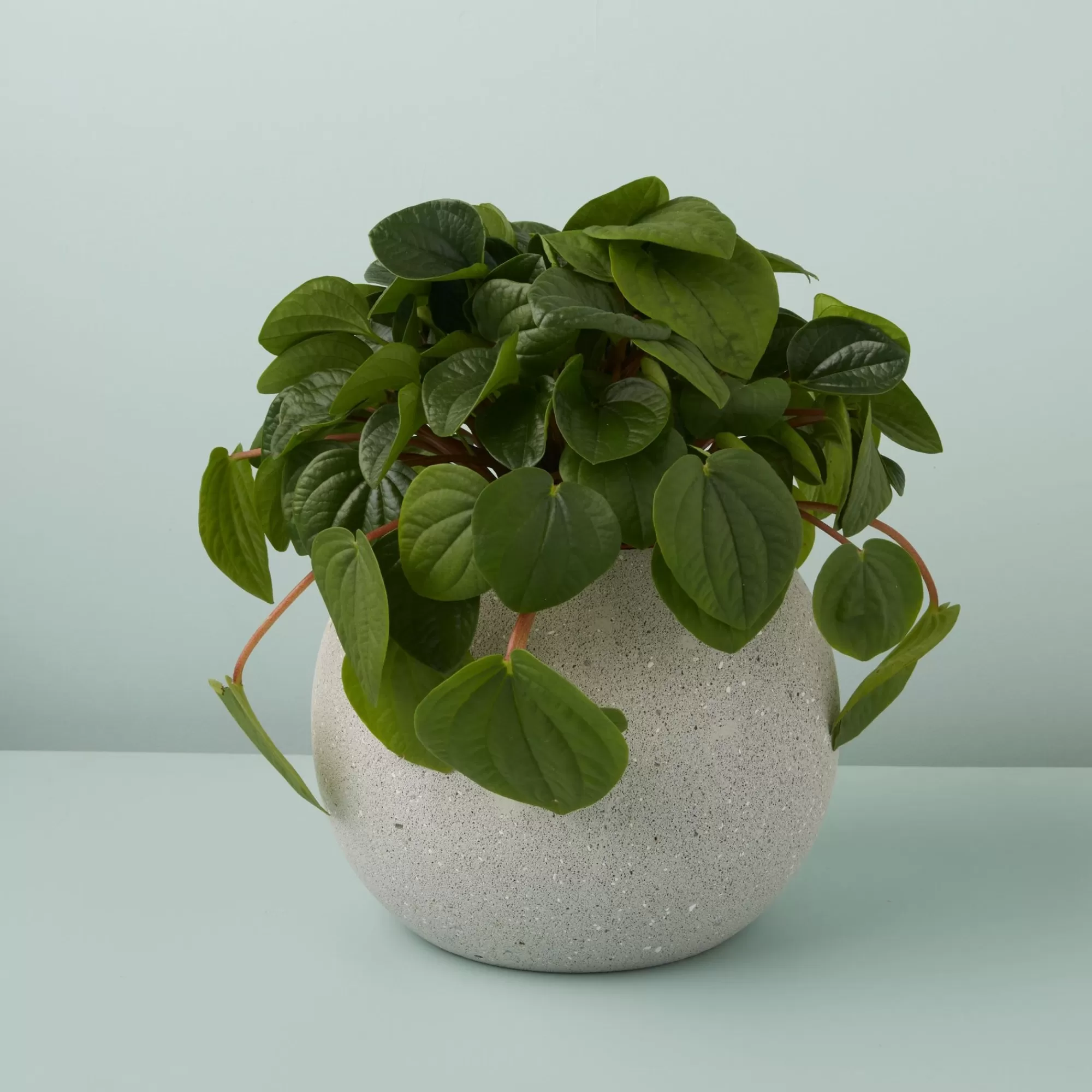 Flash Sale Be Home Atallo Cement Planter