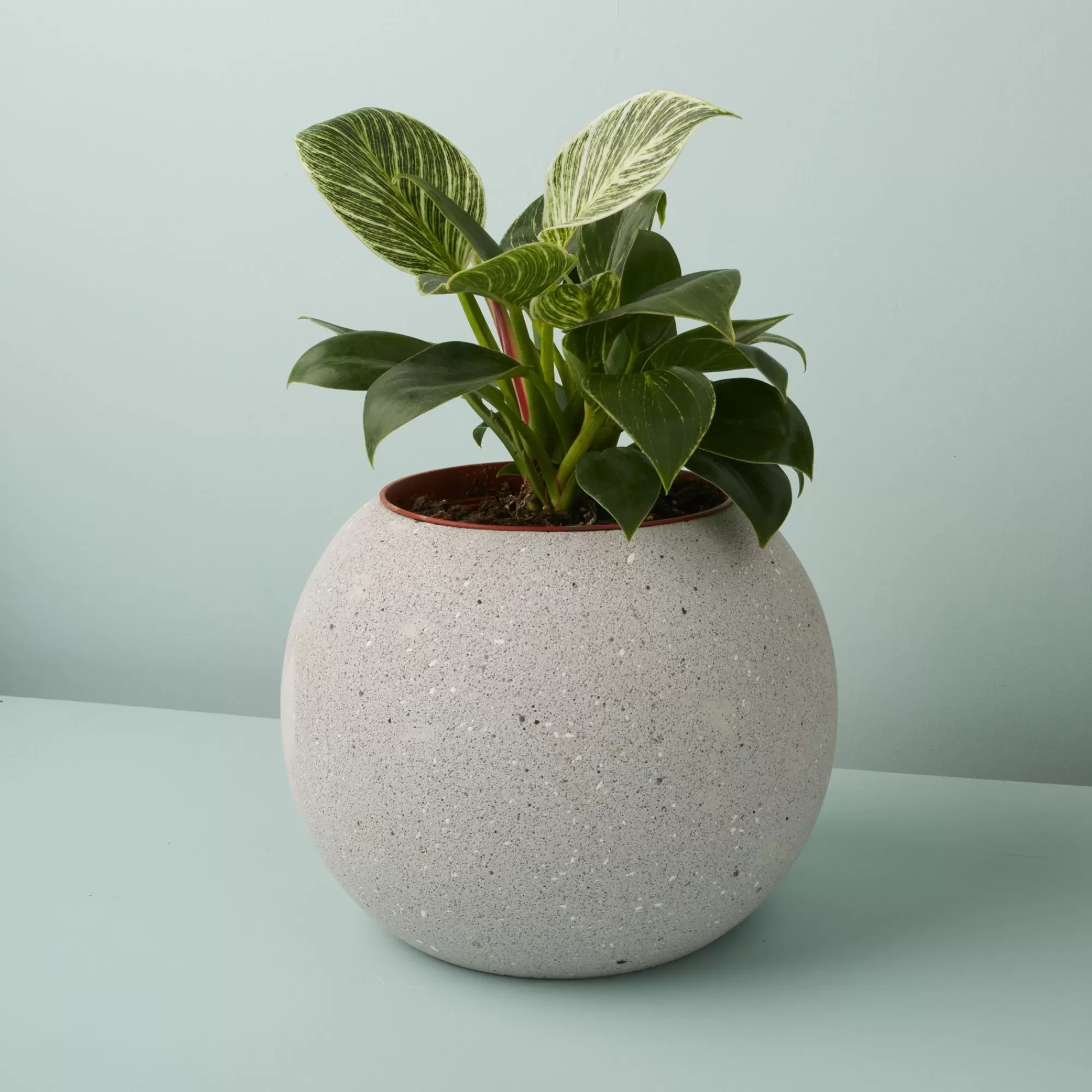 Flash Sale Be Home Atallo Cement Planter