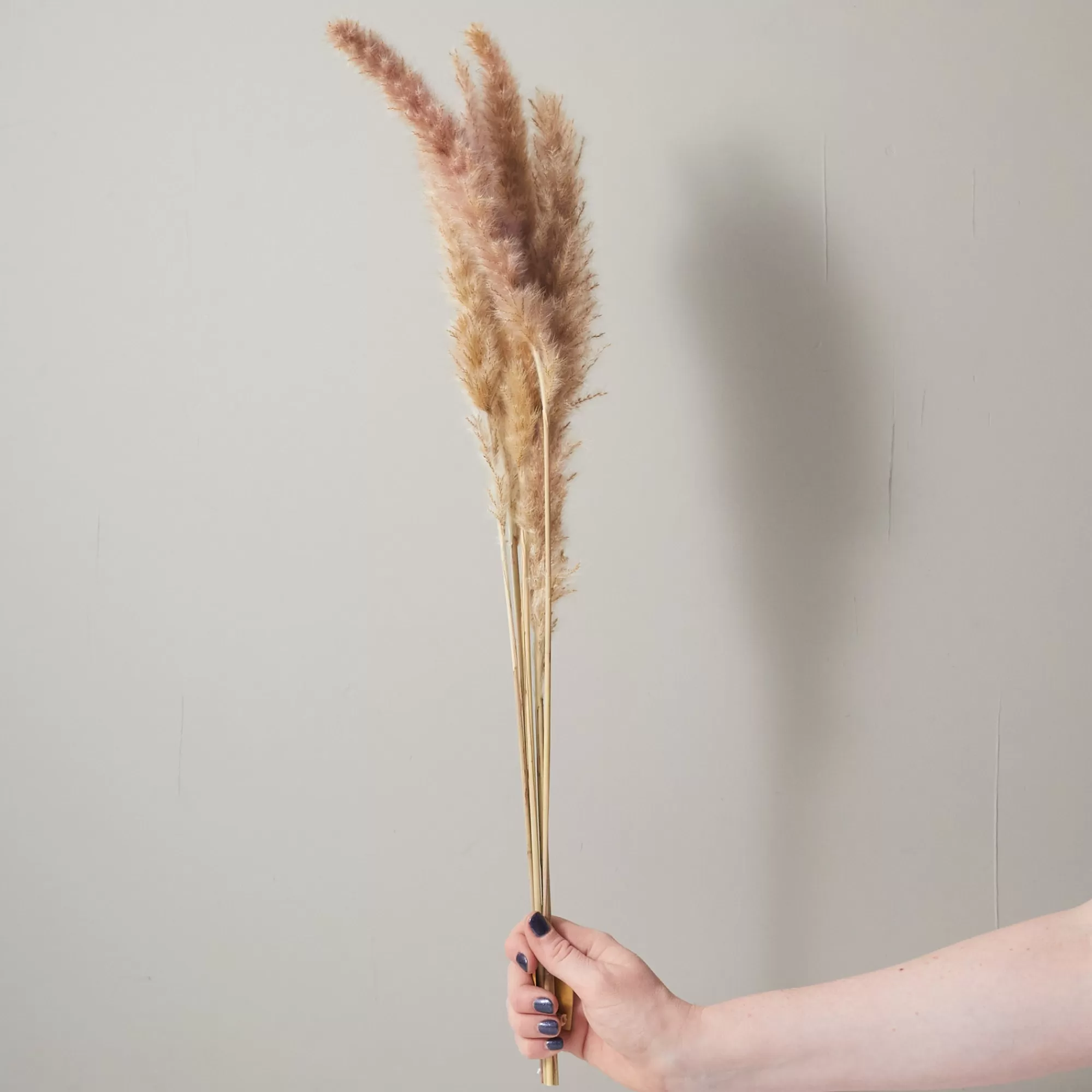 Online Be Home Bunch of Pampas Grass, Small, Brown