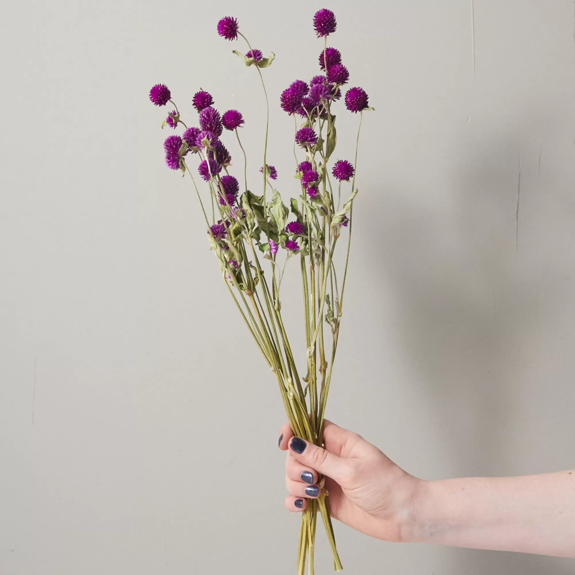 Best Sale Be Home Bunch of Purple Globe Amaranth